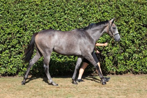 Turn Me Loose X Zantelagh Colt