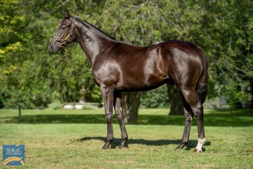 Impending X Freedom Road Colt