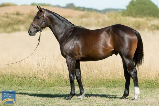 Nicconi X More Than A Rose Colt