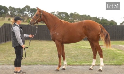 Divine Prophet X Carlton Show Filly
