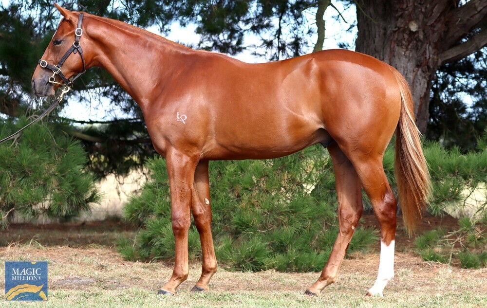 Hanseatic X How Discreet Colt